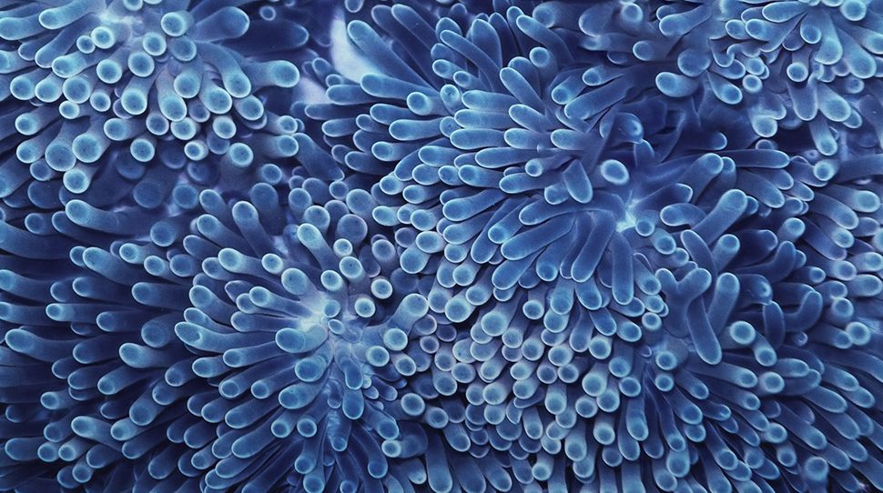 blue | ocean | sea | marine | water | coral